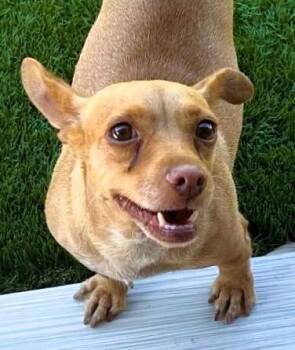 Daisy -  Chihuahua and Mixed Breed Dog for Adoption in Anthem, Arizona - Daisy | PetCurious