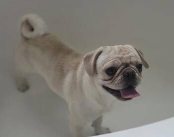 Nilla -  Pug Dog for Adoption in Eagle, Idaho - Nilla | PetCurious