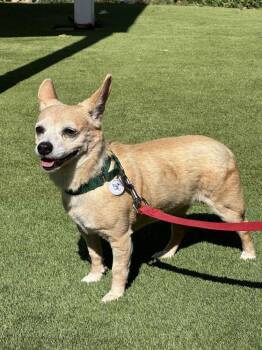 Kira -  Mixed Breed Dog for Adoption in Alexandria, Virginia - Kira | PetCurious