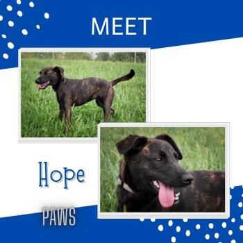 Hope -  Mixed Breed Dog for Adoption in Jefferson, Iowa - Hope | PetCurious