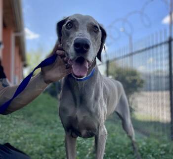 Katie -  Weimaraner Dog for Adoption in Dallas, Texas - Katie | PetCurious