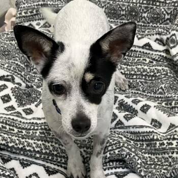 Chihuahua and Dachshund Dogs Available for Adoption in Marana, Arizona - SWEET POTATO  | PetCurious