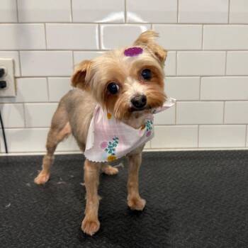 Yorkshire Terrier Dogs Available for Adoption in Wayne, New Jersey - Willow | PetCurious