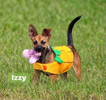 Izzy -  Chihuahua and Beagle Dog for Adoption in Fort Mill, South Carolina - Izzy | PetCurious
