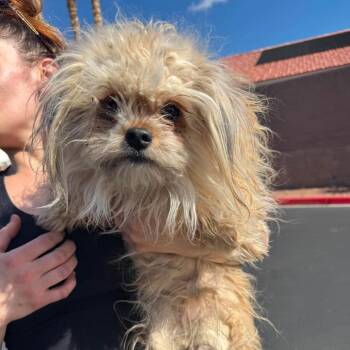Terrier and Maltese Dogs Available for Adoption in Las Vegas, Nevada - Fat Girl Shelby OS NV | PetCurious