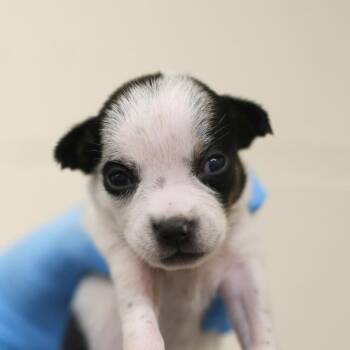 RAIN -  Terrier Dog for Adoption in San Antonio, Texas - RAIN | PetCurious