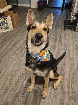 Otto -  German Shepherd Dog Dog for Adoption in Baton Rouge, Louisiana - Otto | PetCurious