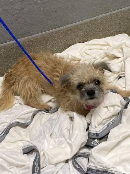Terrier Dogs Available for Adoption in Las Vegas, Nevada - POPPY | PetCurious