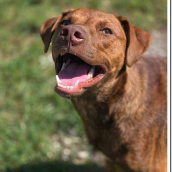 CT Buzz -  Labrador Retriever and Mixed Breed Dog for Adoption in Eastford, Connecticut - CT Buzz | PetCurious
