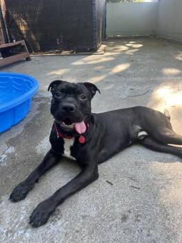 JELLO -  Pit Bull Terrier and Mixed Breed Dog for Adoption in Boston, Massachusetts - JELLO | PetCurious