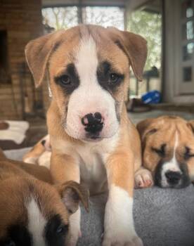 Bulldog Dogs Available for Adoption - Jasper | PetCurious