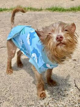 Watson -  Yorkshire Terrier Dog for Adoption in Austin, Texas - Watson | PetCurious