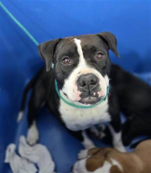 Mixed Breed Dogs Available for Adoption in Dallas, Texas - DOLORES | PetCurious