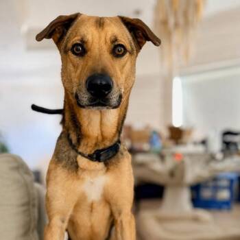 Valor Waterbug -  Black Mouth Cur Dog for Adoption in Friendswood, Texas - Valor Waterbug | PetCurious