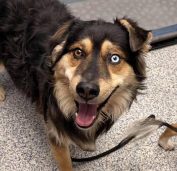 Gordo -  Australian Shepherd Dog for Adoption in Golden, Colorado - Gordo | PetCurious