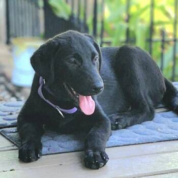 Rum -  Labrador Retriever and Black Labrador Retriever Dog for Adoption in Austin, Texas - Rum | PetCurious