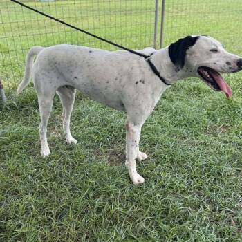 Rescue Pointer Dogs for Adoption in Anahuac, Texas - Pete | PetCurious
