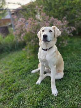 Great Pyrenees and Labrador Retriever Dogs Available for Adoption in Bountiful, Utah - Ambrosia | PetCurious