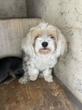 Mixed Breed Dogs Available for Adoption in West Palm Beach, Florida - DAISY | PetCurious