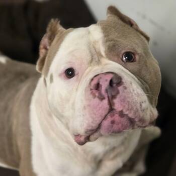 Chubby McChubbers -  American Bully Dog for Adoption in Normal, Illinois - Chubby McChubbers | PetCurious