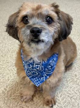 Mister -  Shih Tzu and Border Terrier Dog for Adoption in Anderson, Indiana - Mister | PetCurious