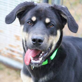 Elliot -  Doberman Pinscher and German Shepherd Dog Dog for Adoption in Hayward, Wisconsin - Elliot | PetCurious