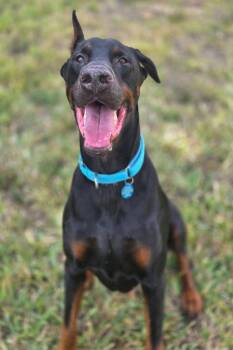 Doberman Pinscher Dogs Available for Adoption in Oakland Park, Florida - Ruger 3344 | PetCurious