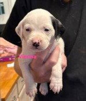 Vienna Lager -  Australian Cattle Dog Blue Heeler Dog for Adoption in Newport, Kentucky - Vienna Lager | PetCurious