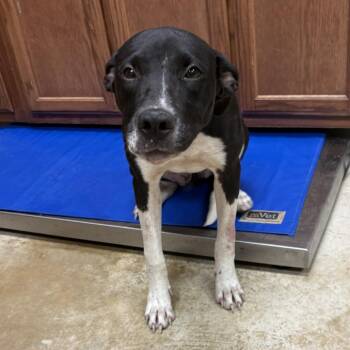 Darling- 100604U -  Labrador Retriever and Mixed Breed Dog for Adoption in Tupelo, Mississippi - Darling- 100604U | PetCurious
