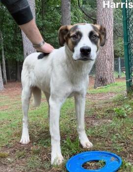 Shepherd Dogs Available for Adoption in Little Rock, Arkansas - Harris | PetCurious