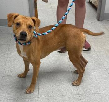 Rigatoni -  Mixed Breed Dog for Adoption in Morristown, New Jersey - Rigatoni | PetCurious