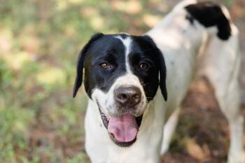 Rescue Hound Dogs for Adoption in Newburgh, Indiana - Asher | PetCurious
