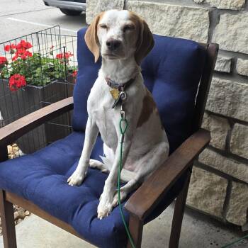 Brittany Spaniel Dogs Available for Adoption in De Soto, Kansas - Casey | PetCurious