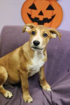 Pudge in NH. Come Meet our Adoptable Dogs Wednesday-Saturday. Mo -  Terrier Dog for Adoption in Manchester, New Hampshire - Pudge In NH. Come Meet Our Adoptable Dogs Wednesday-Saturday. Mo | PetCurious