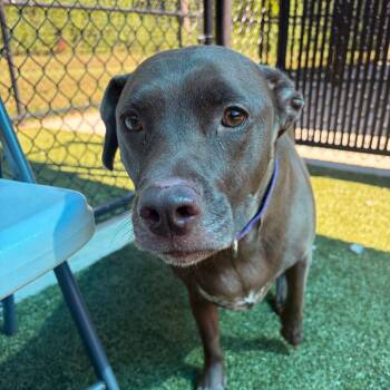 Rita -  Chocolate Labrador Retriever and Mixed Breed Dog for Adoption in Greensboro, North Carolina - Rita | PetCurious