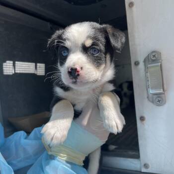 Ellie Mae (Meg) -  Australian Cattle Dog Blue Heeler and Siberian Husky Dog for Adoption in Edinburg, Texas - Ellie Mae (Meg) | PetCurious