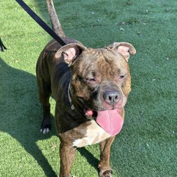 Pup Tart -  Mixed Breed Dog for Adoption in Davenport, Iowa - Pup Tart | PetCurious