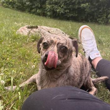 Mama Lucy -  Chiweenie Dog for Adoption in Carmel Hamlet, New York - Mama Lucy | PetCurious