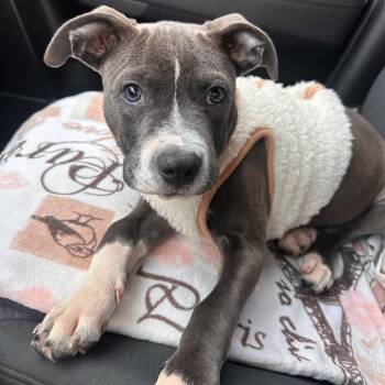 Murph -  Pit Bull Terrier Dog for Adoption in Levittown, New York - Murph | PetCurious