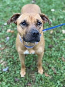 Rescue Mixed Breed Dogs for Adoption in Knoxville, Tennessee - Squirrel Girl | PetCurious