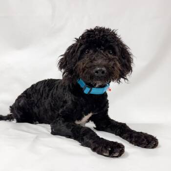 966 (2026) Ziggy -  Labradoodle Dog for Adoption in Parker, Colorado - 966 (2026) Ziggy | PetCurious