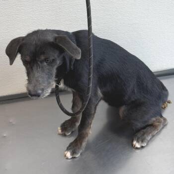 112094 -  Mixed Breed Dog for Adoption in Las Cruces, New Mexico - 112094 | PetCurious
