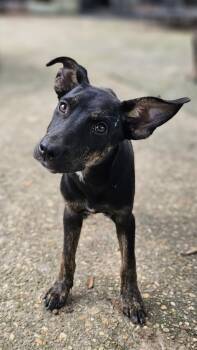 Rescue Australian Shepherd and Labrador Retriever Dogs for Adoption in Nokomis, Florida - Peppermint Patty | PetCurious