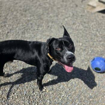Bouncy B -  Mixed Breed Dog for Adoption in Binghamton, New York - Bouncy B | PetCurious