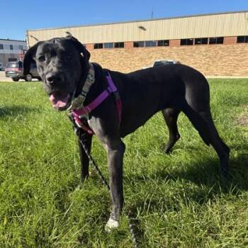 Memory -  Great Dane and Mixed Breed Dog for Adoption in Wheaton, Illinois - Memory | PetCurious