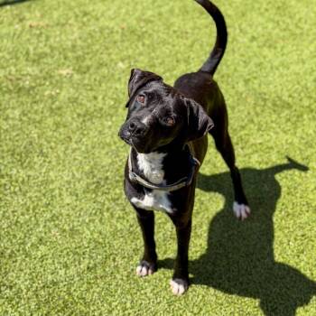 Mixed Breed Dogs Available for Adoption in Gainesville, Georgia - Storm | PetCurious