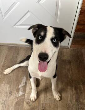 Snoopy -  Husky and Labrador Retriever Dog for Adoption in Genoa, Illinois - Snoopy | PetCurious