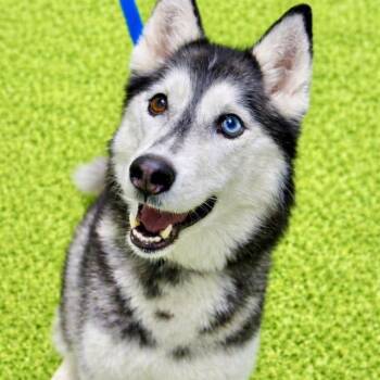 Husky Dogs Available for Adoption in Battle Creek, Michigan - Nikkita | PetCurious