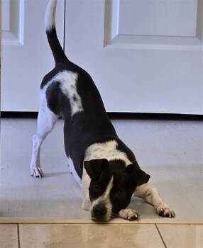 Mixed Breed Dogs Available for Adoption in Dallas, Texas - BROTHER | PetCurious
