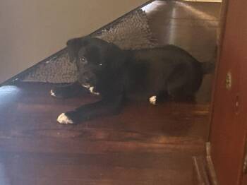 Labrador Retriever Dogs Available for Adoption in Douglasville, Georgia - Cosmo | PetCurious